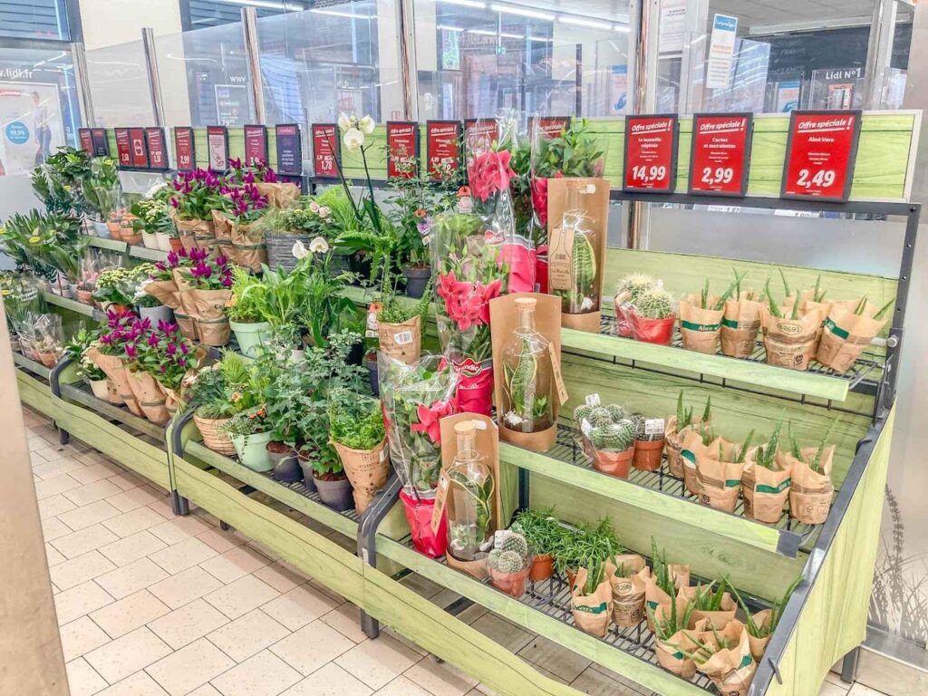 Flowers At Lidl Lille Wazemmes