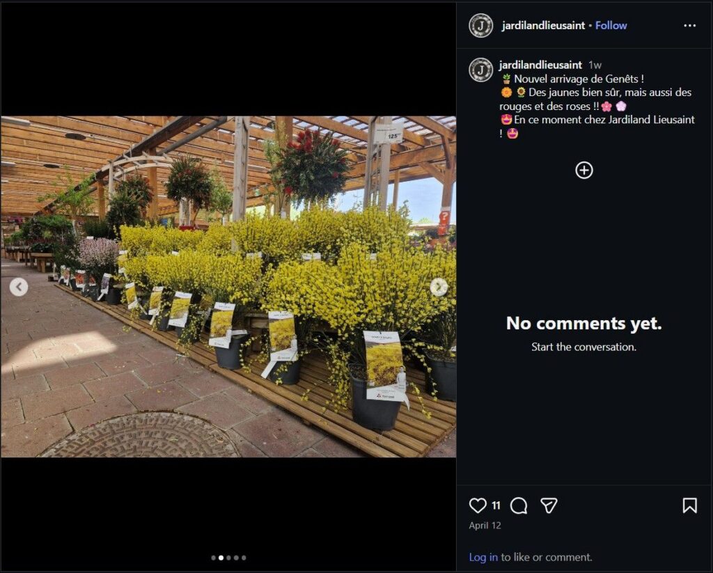 Nouvel Arrivage De Genêts !